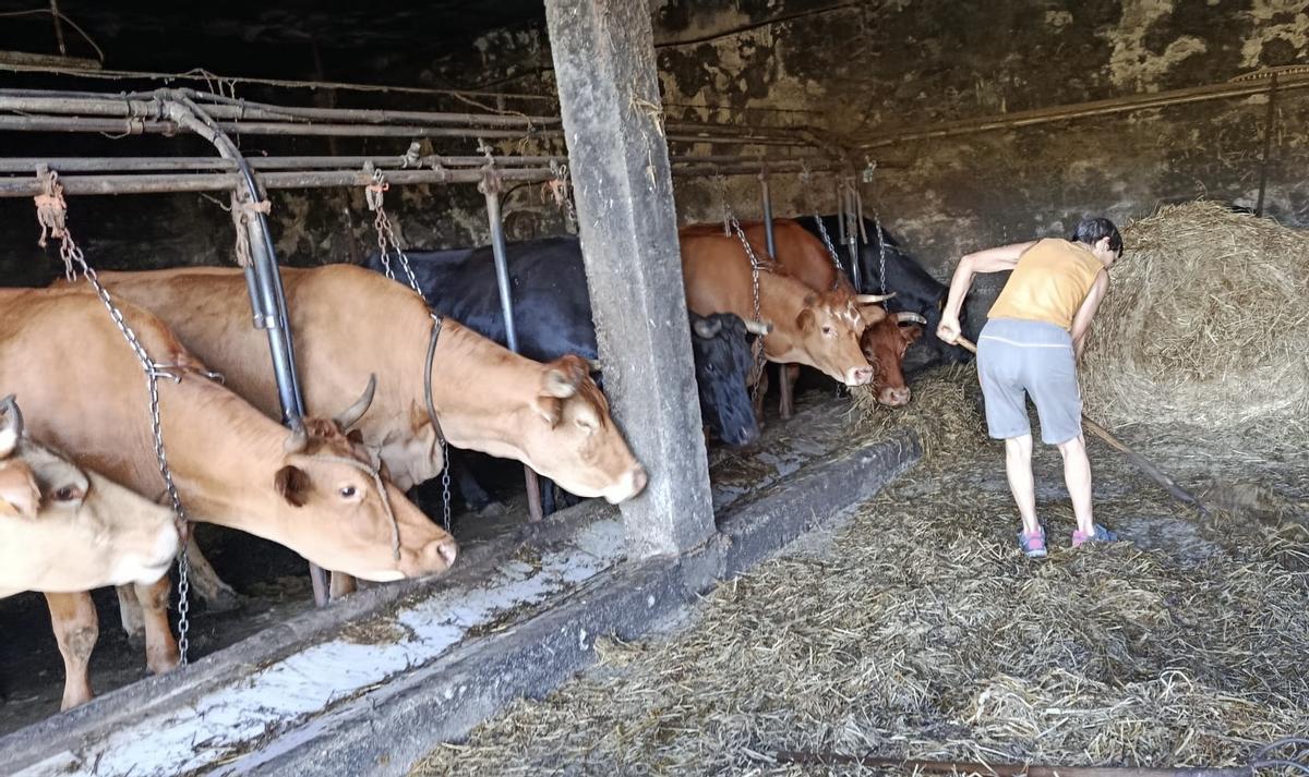 Vacas en el interior del establo