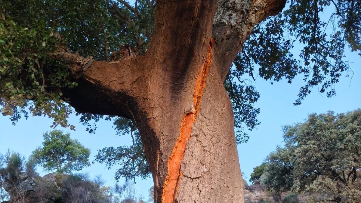 La cicatriz del rayo que originó un incendio en el monte Valcorchero de Plasencia.