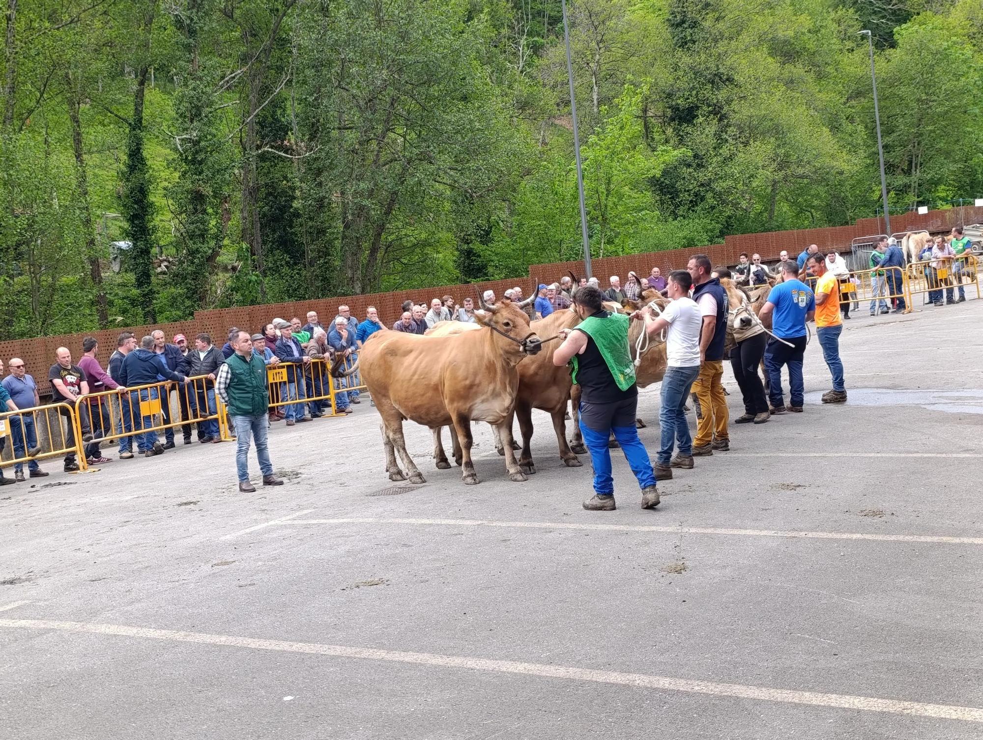 El XXXI Certamen-Exposición de Asturiana de los Valles de Teverga, en imágenes
