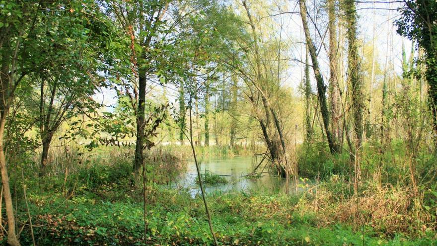 L’extraordinària diversitat biològica dels paratges de la Moixina i el Parc Nou