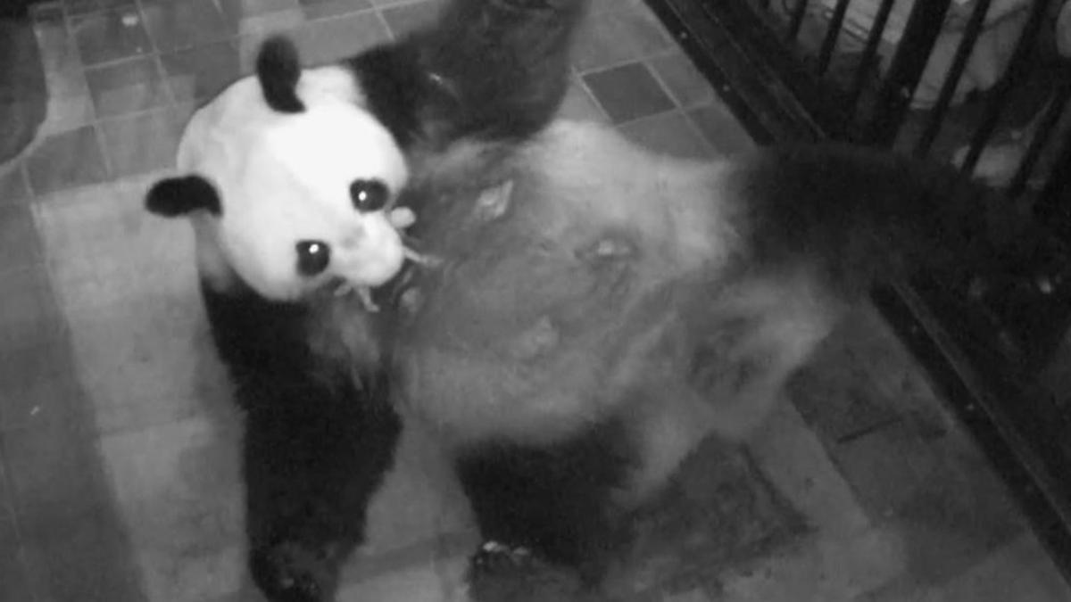 El panda gigante Shin Shin sostiene a su cría en la boca en el zoo de Tokyo.