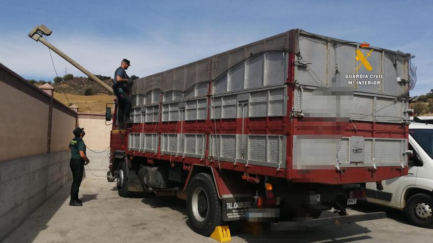 Cuatro detenidos y 23 investigados por comercializar algarrobas robadas en Pizarra, Cártama, Casabermeja y Colmenar