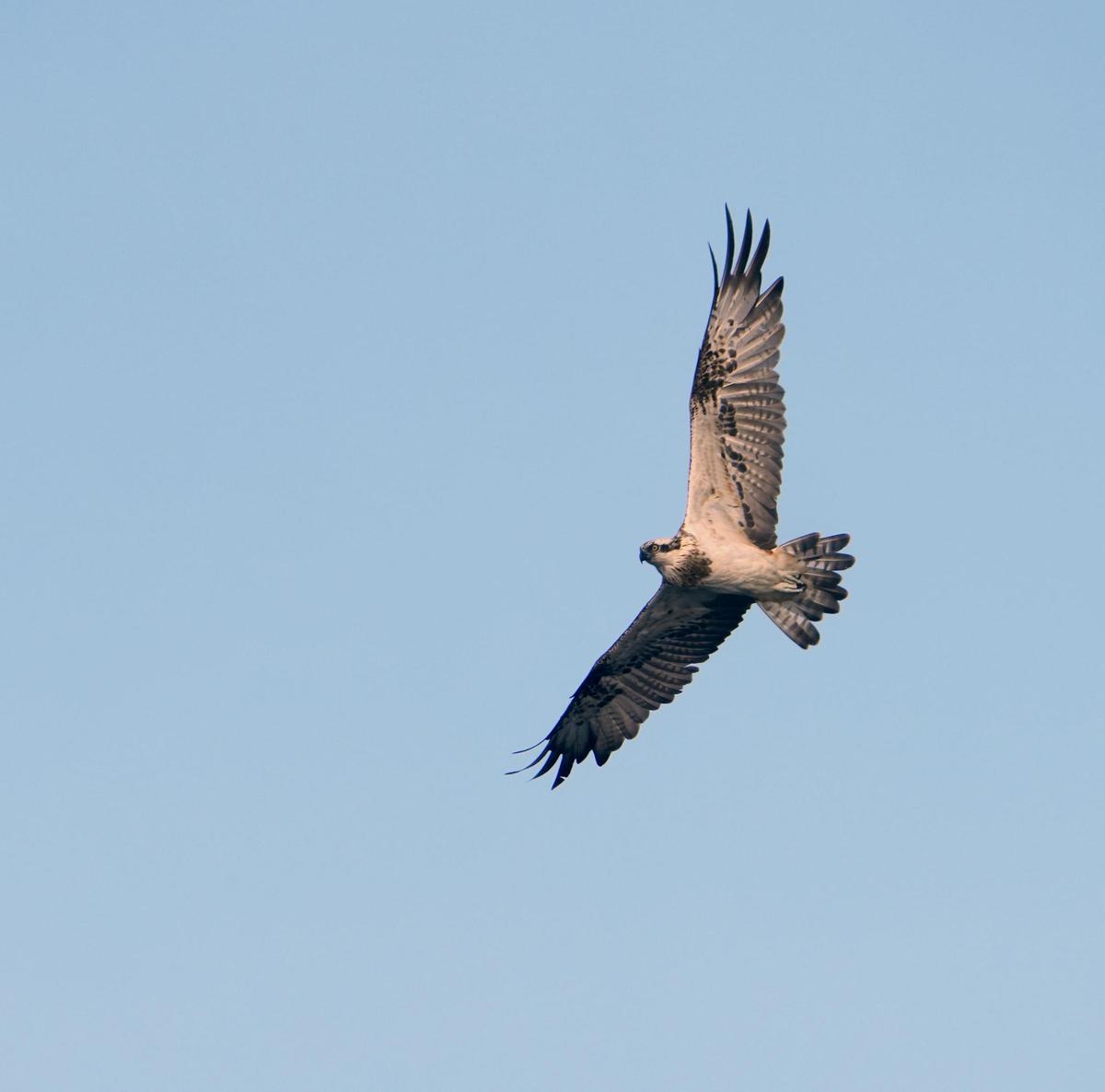 Aves avistadas en la primera expedición del año a bordo del "Chasula". Aves avistadas en la primera expedición del año a bordo del "Chasula".