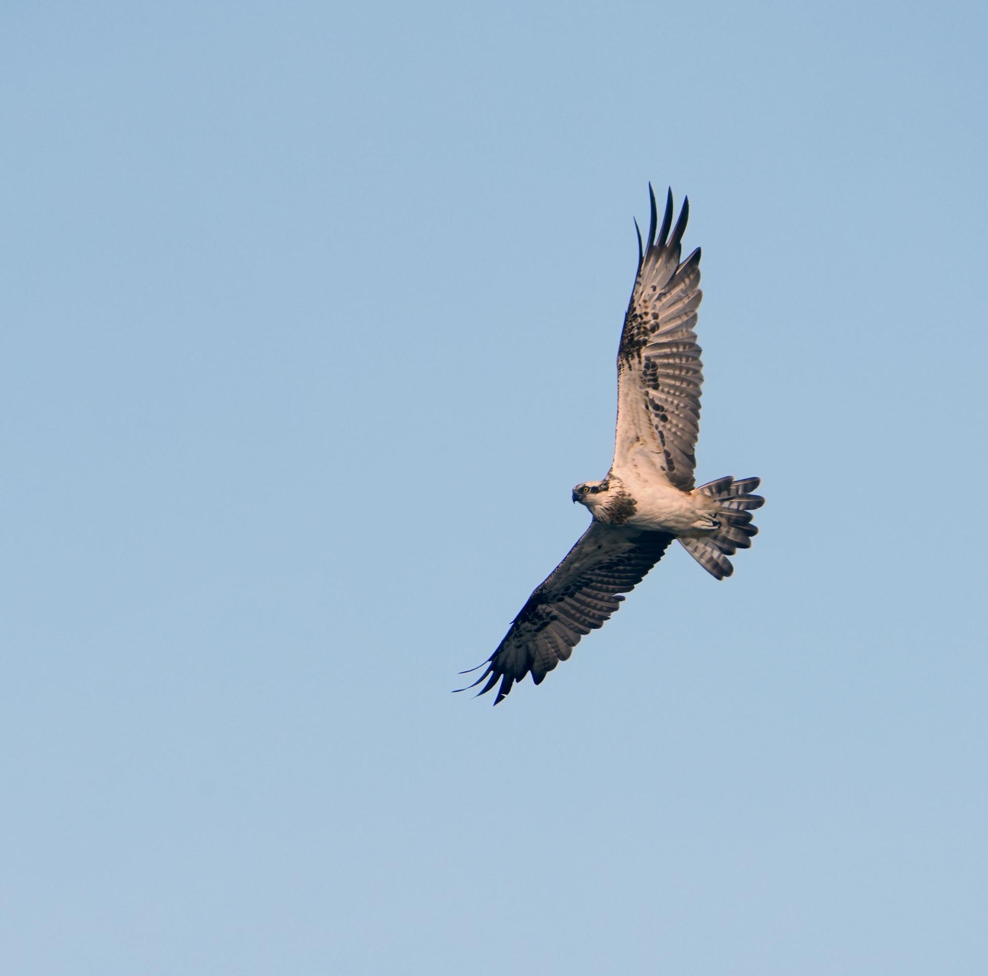 Aves avistadas en la primera expedición del año a bordo del "Chasula".