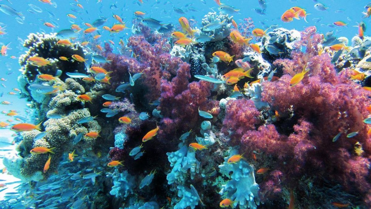 La Tierra está perdiendo para siempre a los arrecifes de coral de aguas cálidas