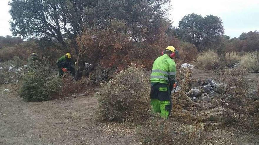 Corta de encinas en zonas afectadas por el fuego.