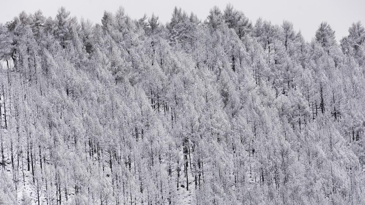 Fotogalería | La nieve cubre el norte de Extremadura
