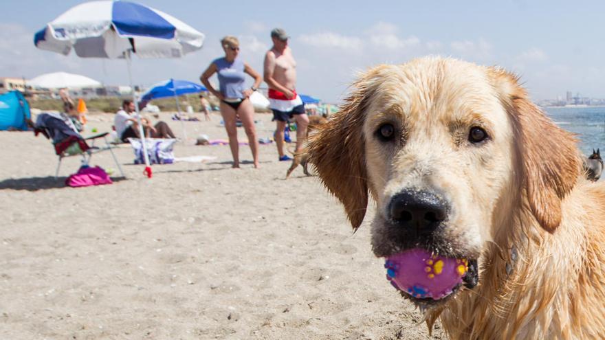 Talleres y charlas en la playa para perros de Agua Amarga