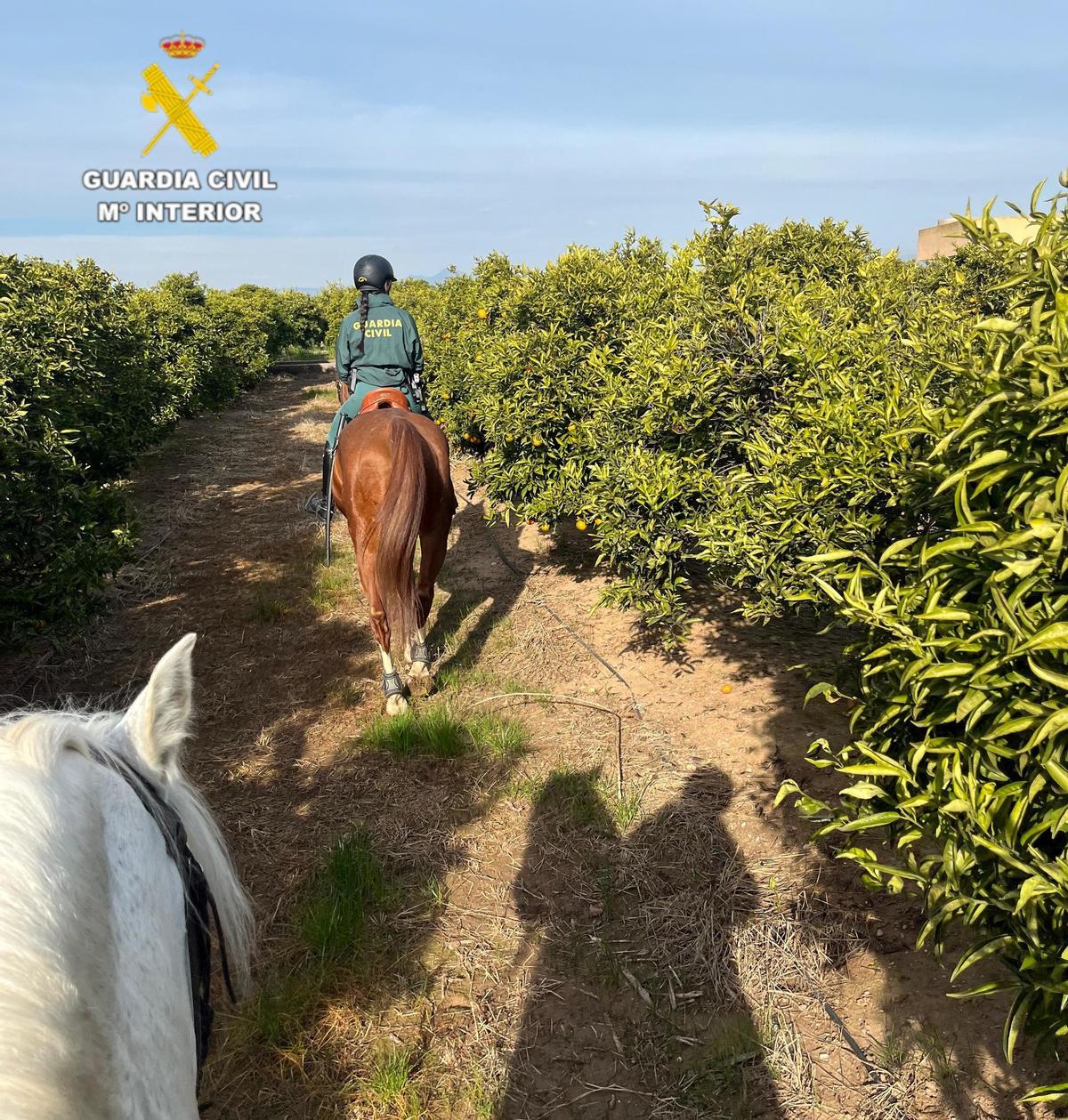 La Guardia Civil realiza vigilancia a caballo en las explotaciones agrícolas de la provincia de Castellón.