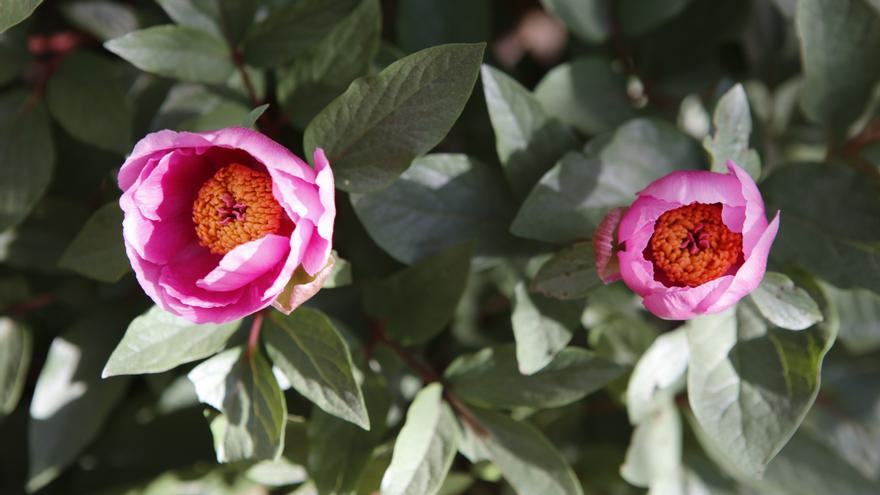 Pfingstrosen kurz nach Ostern: Welche Blumen jetzt im Frühling auf Mallorca blühen