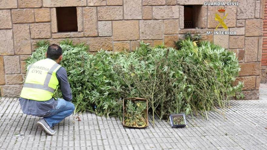 Las plantas, expuestas en Candás.