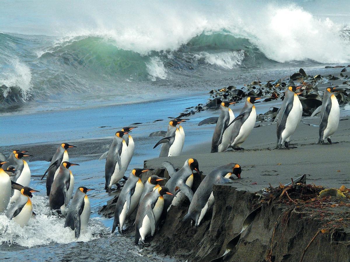 Islas Crozet, Índico