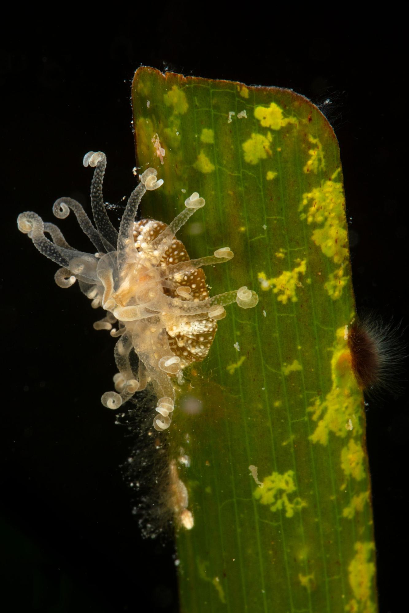 Pequeña anémona sobre una hoja de posidonia en Sant Miquel