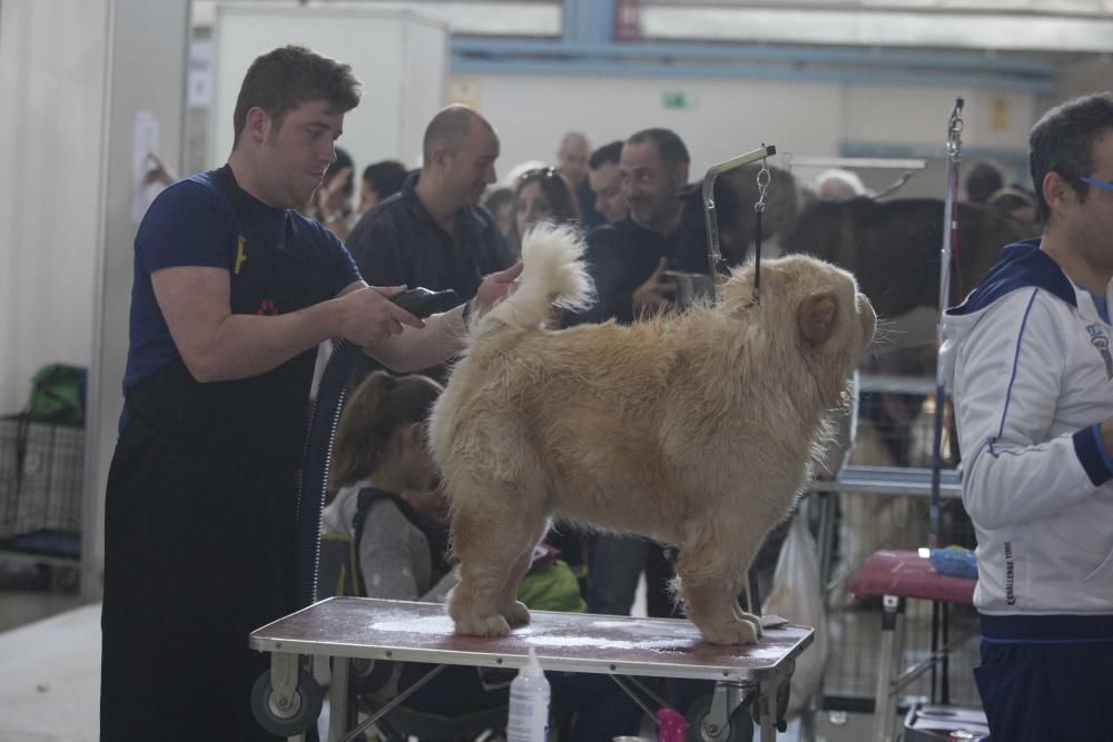 La Mascotada da brillo a Expocachorro