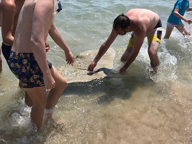 Manta raya arponeada en la playa Muchavista