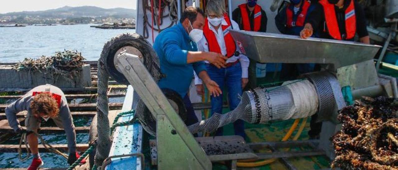 La conselleira de Mar observa el proceso de encordado de la mejilla, semilla o cría de mejillón.