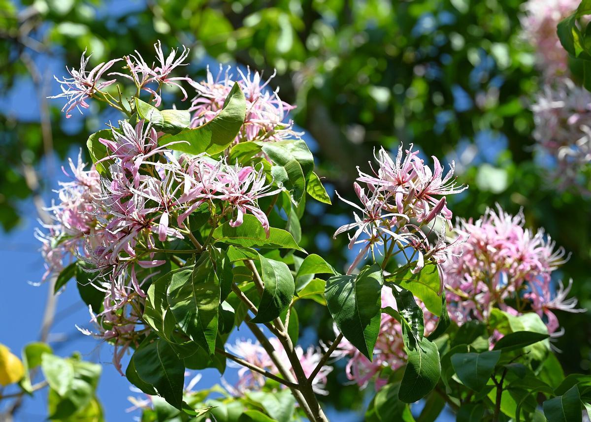 Jardín Botánico El Arboreto