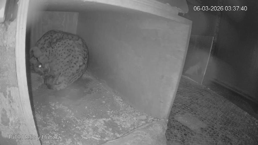 Videos | Nacen los primeros linces ibéricos de la temporada en el centro de Zarza de Granadilla