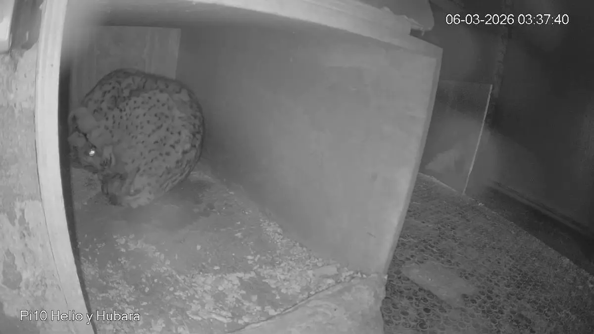 Nacen los primeros linces ibéricos de la temporada en el centro de Zarza de Granadilla