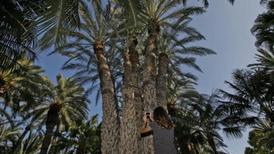 La Palmera Imperial pelea para ser candidata a Árbol Europeo: 38.000 votos