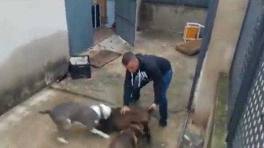 VÍDEO  El PACMA denuncia el &#039;brutal maltrato&#039; a un jabato en un pueblo de Valencia