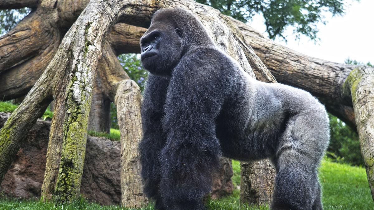 El gorila &#039;espalda plateada&#039; de Bioparc cumple 30 años