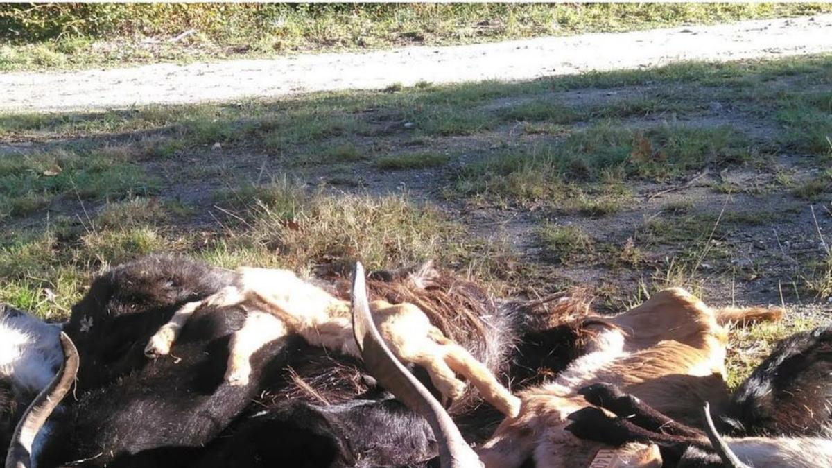 Restos de un ataque de lobo en la comarca.   | // NOÉ PARGA 