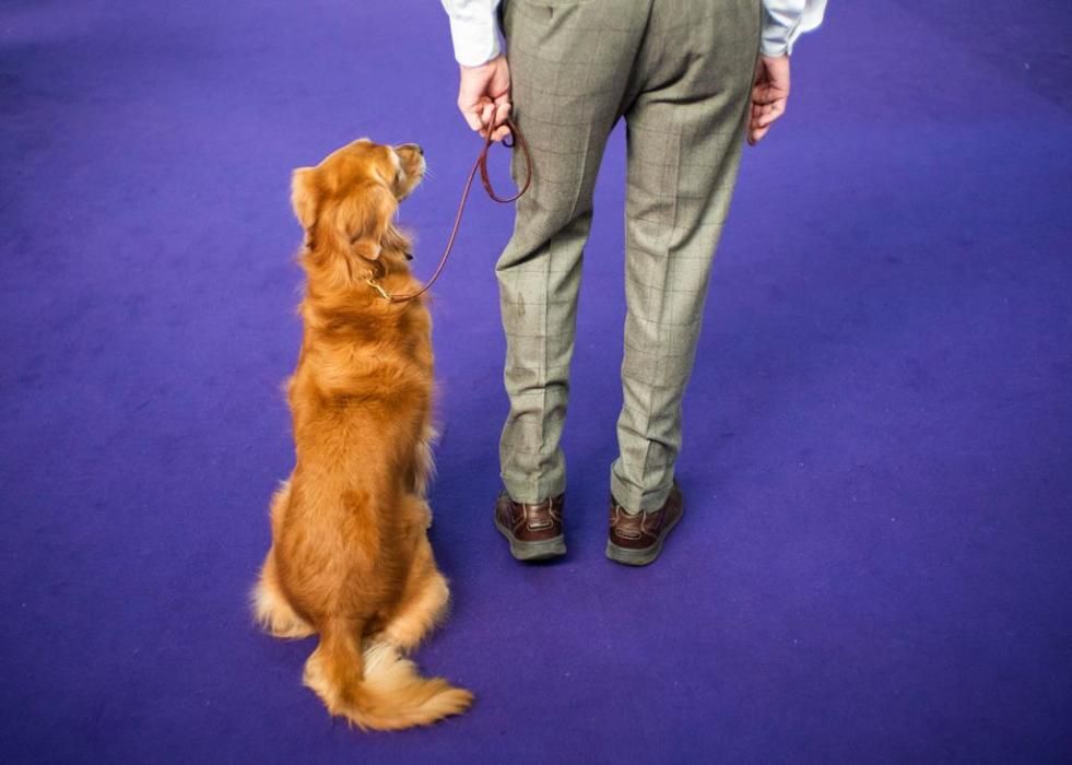 El Westminster Kennel Club, un dels shows de gossos de raça més importants del món