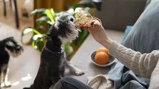 Cómo evitar que tu perro pida comida en la mesa