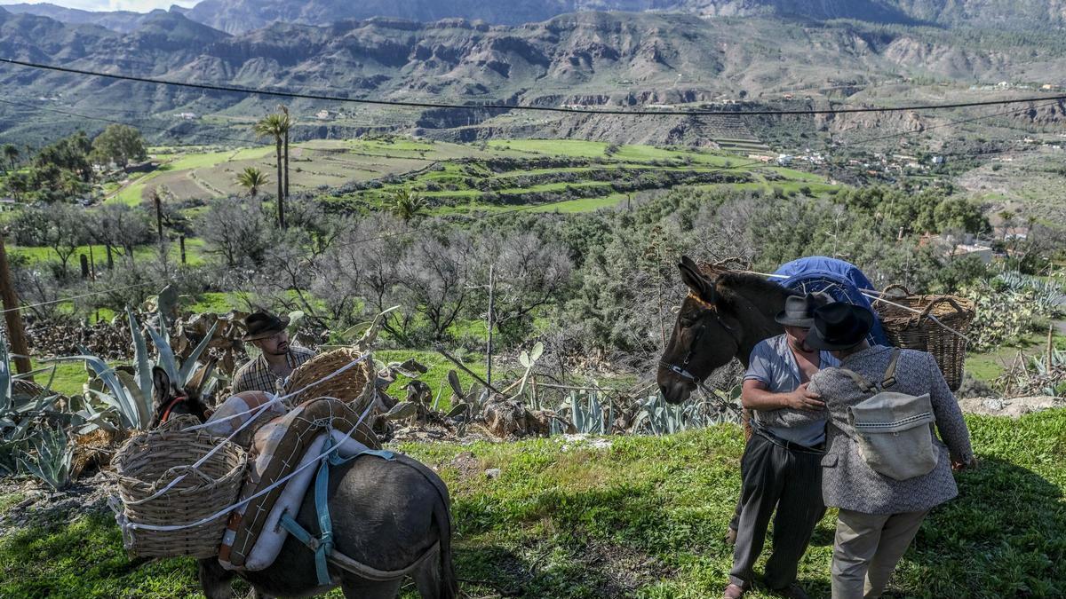 GRAN CANARIA | Santa Lucía impulsa la red de riego para llevar agua a sus 2.200 hectáreas agrícolas GRAN CANARIA | Santa Lucía impulsa la red de riego para llevar agua a sus 2.200 hectáreas agrícolas