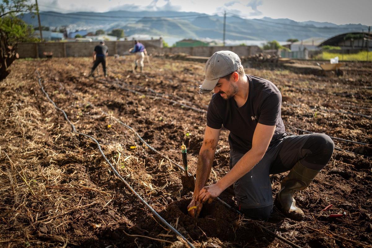 El consejero de Agricultura, Ganadería, Pesca y Soberanía Alimentaria del Gobierno de Canarias, Narvay Quintero, visita una finca en Los Baldíos, donde el Ejecutivo canario, en colaboración con viticultores de las Denominaciones de Origen Protegidas de Vino de las islas, desarrolla un proyecto piloto con patrones americanos de viña para evaluar su resistencia a la filoxera