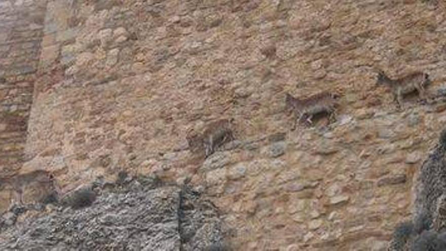 Cuatro cabras hispánicas invaden el castillo de Morella