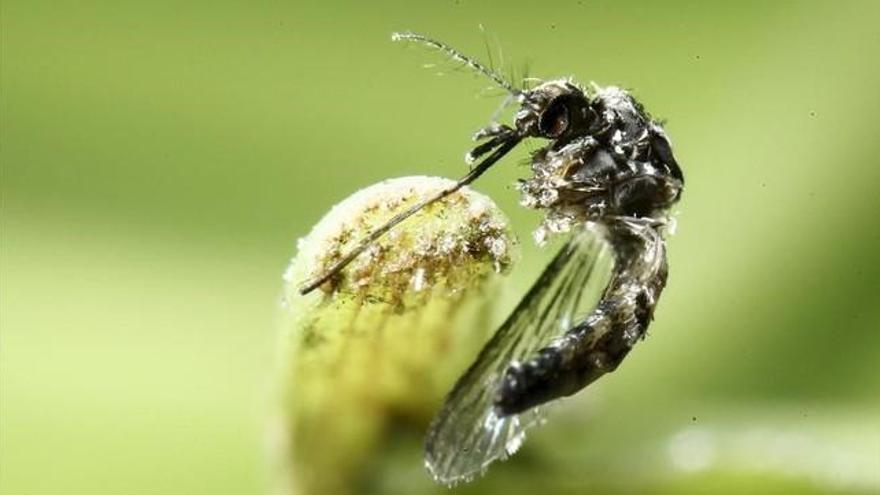 Detectado en Cataluña el zika en una mujer embarazada