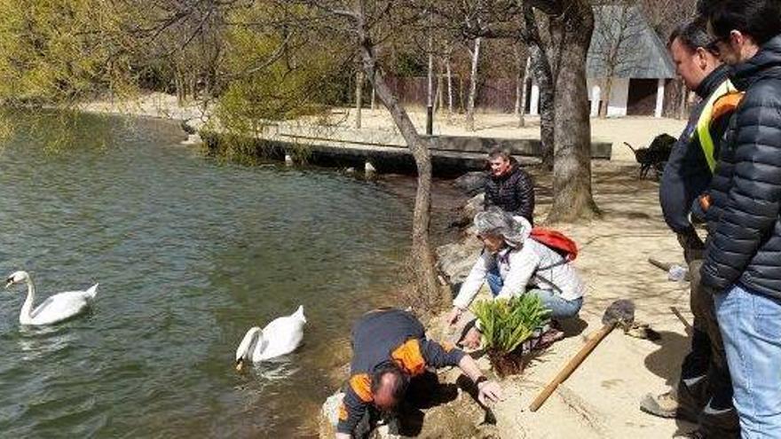Instant de la plantació de les noves espècies a l&#039;emblemàtic llac de Puigcerdà