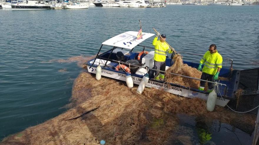 El temporal Gloria arrastró ocho toneladas de algas a las aguas interiores del puerto de Alicante