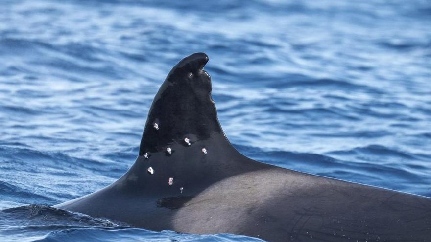El Gobierno investiga la aparición de marcas de perdigones en la orca ibérica Toñi en aguas de Gibraltar