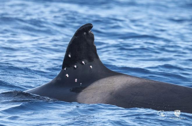 El Gobierno investiga la aparición de marcas de perdigones en la orca ibérica Toñi en aguas de Gibraltar