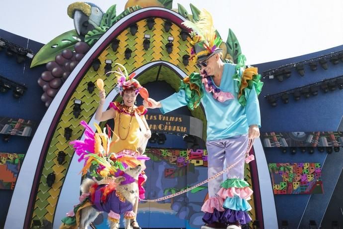 24.02.19. Las Palmas de Gran Canaria. Carnaval 2019. Concurso Carnaval Canino 2019. Antonio Ruiz Medina, presenta a Tirma, con la fantasía "Desde Río hasta aquí rumbeando vengo". Foto Quique Curbelo