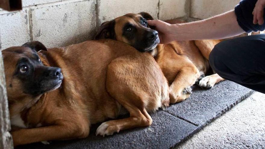 Los dos perros recogidos en la vivienda de La Felguera, en la zona de aislamiento de la perrera.