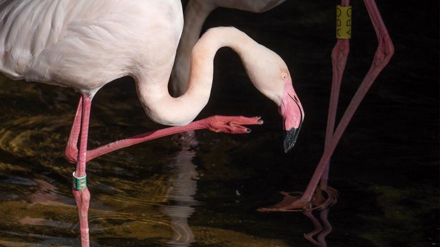 La sequía convierte Bioparc en el único punto de Málaga para la reproducción de los flamencos