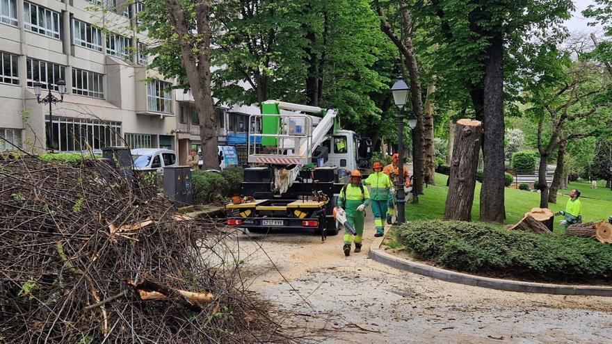 Nueva tala preventiva en el Campo San Francisco | LNE