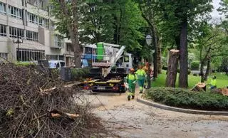 Nueva tala preventiva en el Campo San Francisco