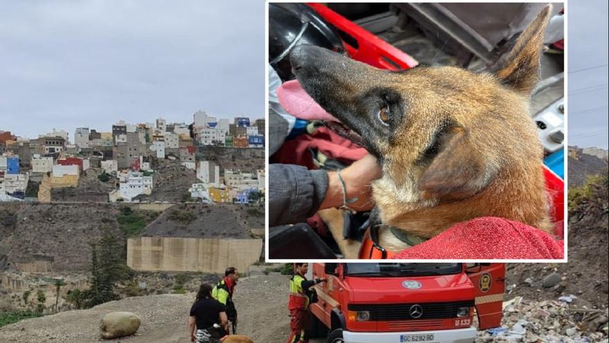 Rescatan a un perro que sufrió un accidente en Cruz de Piedra