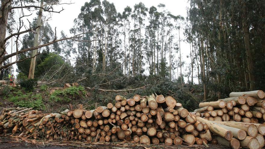 La Xunta rebajará la extensión del eucalipto en los montes que gestione a menos del 15%