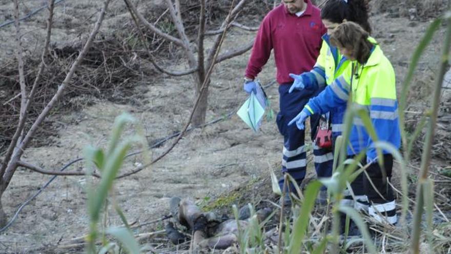 Muere carbonizado mientras hacía labores agrícolas en Cieza