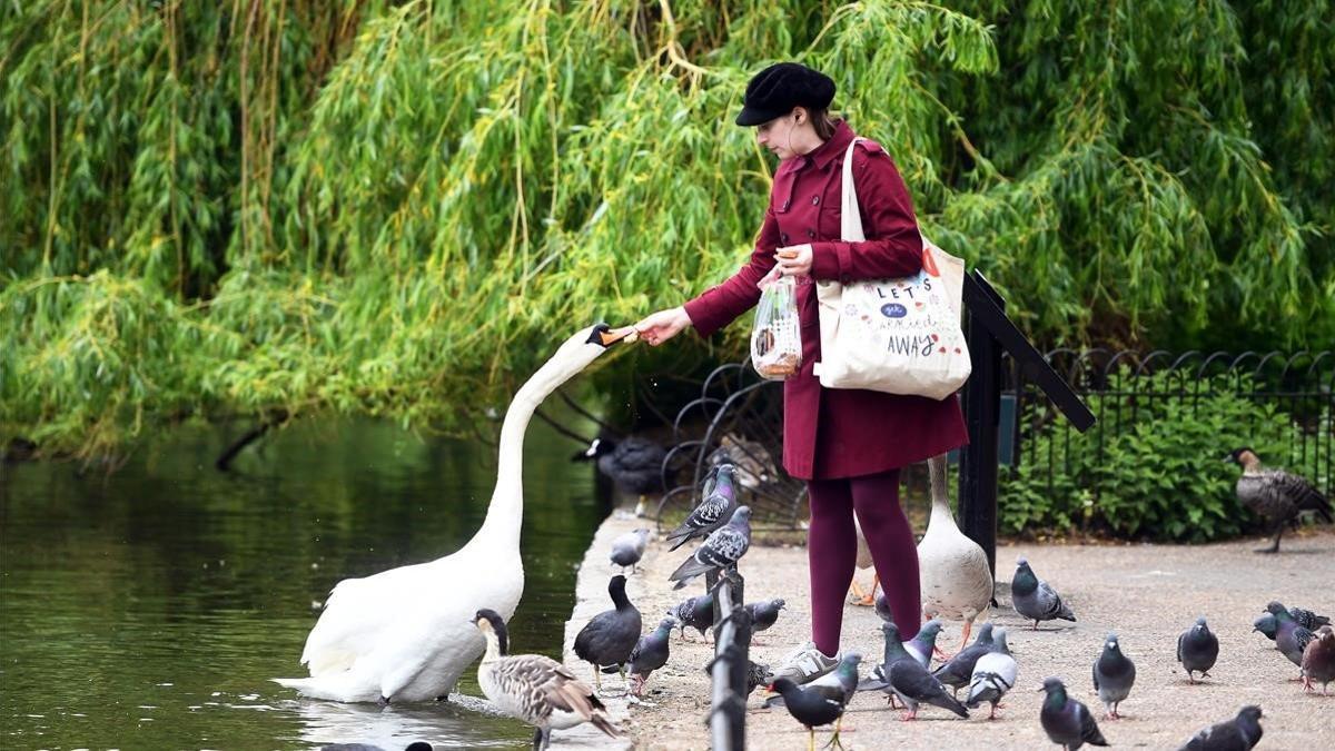 Una mujer alimenta a un cisne en el parque de Saint James, en Londres.