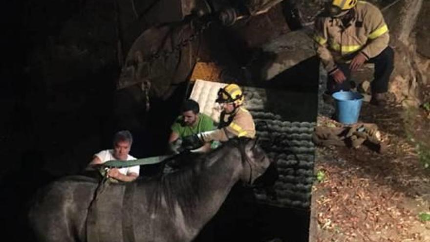 Rescaten un poltre que havia caigut en una bassa a Arbúcies