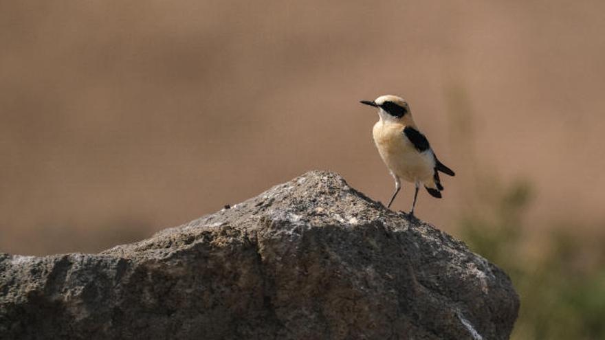 Los fuertes vientos traen a las Islas más de una docena de especies africanas