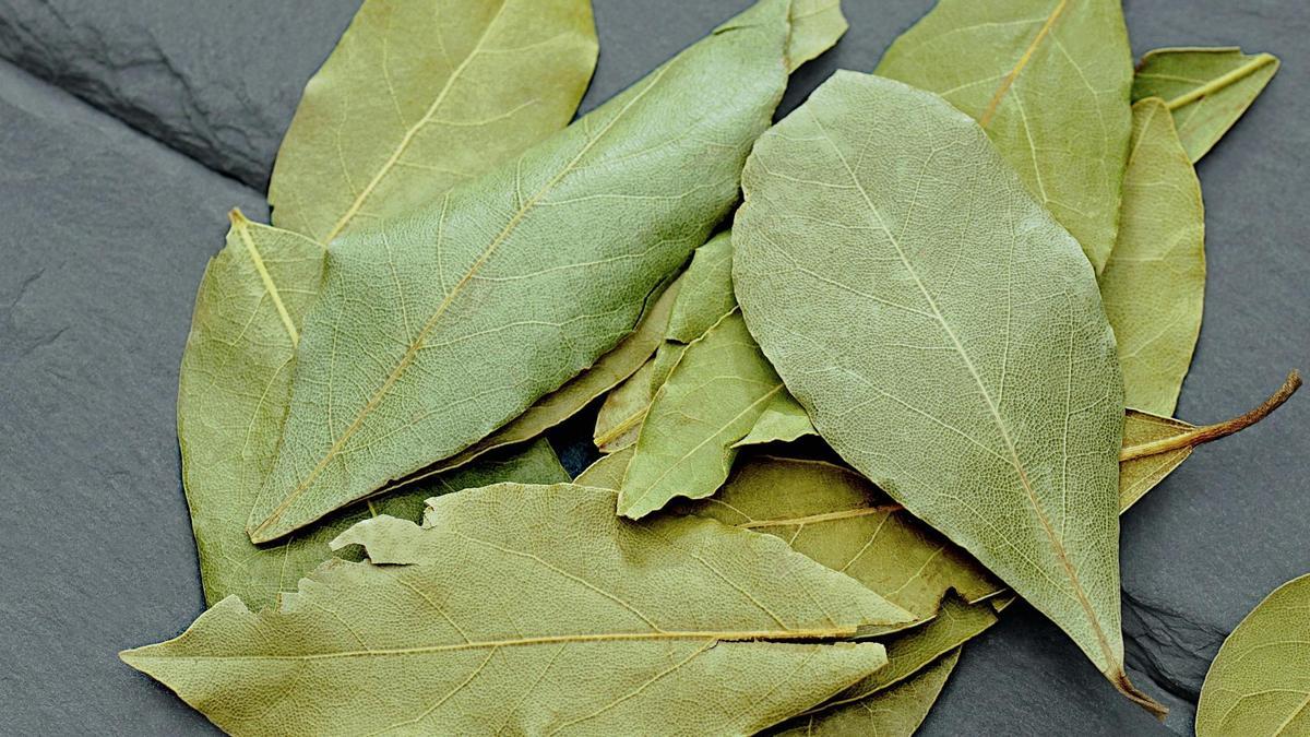 Estos son los beneficios para la salud que tiene el laurel.