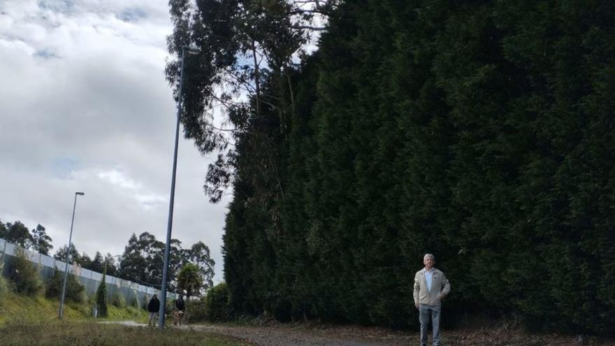 Vecinos de Perouteiro urgen medidas ante el «riesgo» de caídas de ramas a un paseo